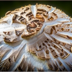C32-WDarress-M1-Mushroom-Top