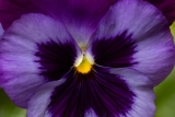 C32-BonnieBredes-B1-Happy-Pansy