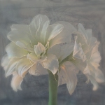 C32-jderosa-BA-Alfresco