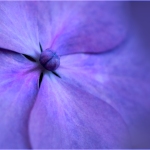 C32-jderosa-M1-On-The-Button