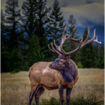 C32-pscars-AA-Canadian-Elk