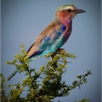 C32-Macguy-BA-Lilac-Breasted-Roller
