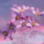 C32-jderosa-CA-Sky-High-Crocus.jpg