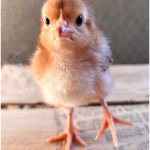 C32-LauraStar-A1-Spring-Chick