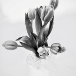 C32-lilyklima-K1-Tulips