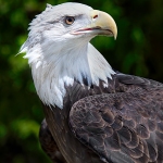 March-2026-IOM-Donna-cusack-American-Bald-Eagle