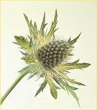 a_C32-walsh-A1-Sea-Holly