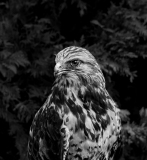 5-Print-BW1-A-IOM-DiBenedetto-Raptor-in-Black-and-White
