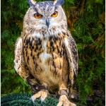 4-C32-WDarress-BA-Who-Gives-a-HOOT