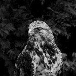 5-Print-BW1-A-IOM-DiBenedetto-Raptor-in-Black-and-White