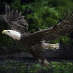 6-Print-Color-A-IOM-DCusack-Take-Off