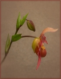b_JDeRosa-B1-Longwood-Orchid
