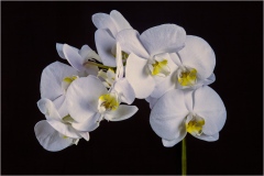 Phalaenopsis Orchid