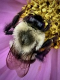 C32-LilyKlima-M1-Bumble-Bee