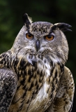 zz_Prnt_Sept-2025-Augie-Eurasian-Eagle-Owl-Donna-Cusack