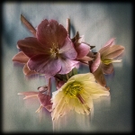 C32-DDiamond-C1-Floral-Impression