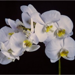 Phalaenopsis Orchid