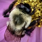 C32-LilyKlima-M1-Bumble-Bee