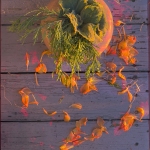 C32-jderosa-B1-Playing-With-Leaves