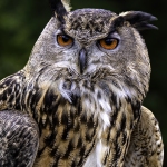 zz_Prnt_Sept-2025-Augie-Eurasian-Eagle-Owl-Donna-Cusack