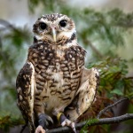 Print-A_Color_Donna-Cusack-Burrowing-Owl