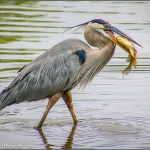 a. Blue and His Fish, by Carol Goldstein