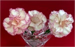 Klima2-Three-Carnations