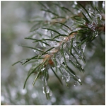 Weinstein-IcedPine-Macro