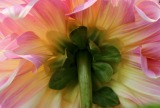 b1_C32-DianaMotschenbacher-B1-Frilly-Dahlia