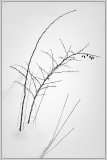d1_C32-pscars-K1-Snow-Thorns