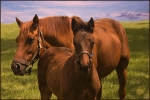 Goldstein,_Carol8_Kentucky-horses