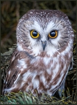 Goldstein_Carol7-Owl