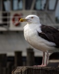 Greenberg-Portrait-Return_to_Gulligan_s_Island