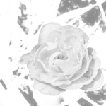 Frank_D-High-Key-5