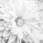 Frank_D-High-Key-7