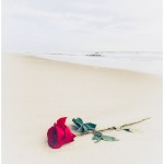 LStar-HighKey1-The-Rose