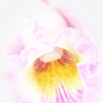 MWeinstein-Highkey2-Orchid
