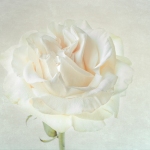 Rose-in-High-Key