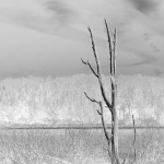The-Tree-in-High-Key