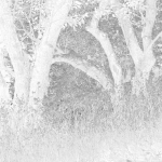 Trees-in-High-Key