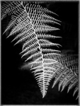 JoanDeRosa_2_Fern-in-BW-7191165