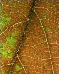 MarleneW_Macro_Vibernum-Leaf-2