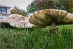 WDarress-M1-Mushrooming-Focus-Stacking