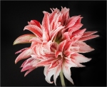jderosa-Amaryllis-Focus-Stacked