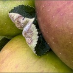 Barbara-Macro-2-