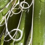 Barbara-Macro-3