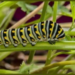 Barbara-Macro-5-