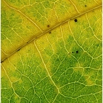 MarleneW_Macro_Rose-of-Sharon-Leaf