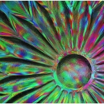 MarleneW_Macro_Sunburst