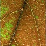 MarleneW_Macro_Vibernum-Leaf-2